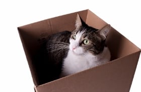 Moving to Calgary Relocating to Calgary with Cats