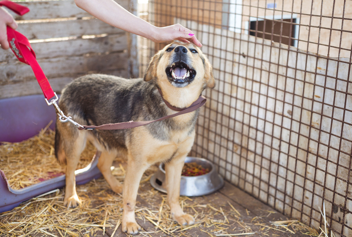 selling your home when you have pets relocation