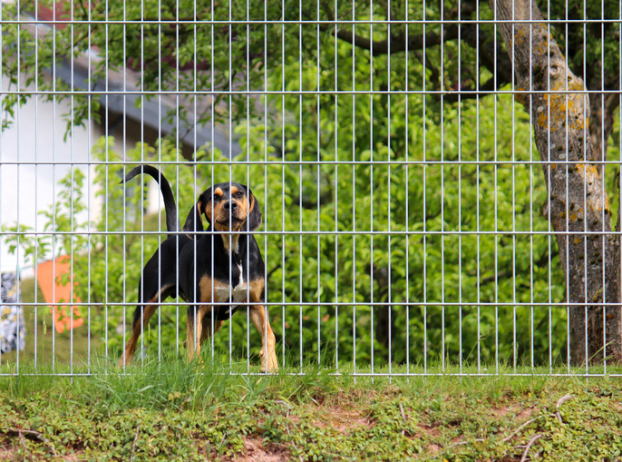 how to sell your home when you have pets neighbour's pets